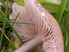 Entoloma serrulatum