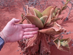 Mesembryanthemum barklyi