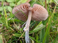 Entoloma serrulatum