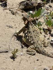 Phrynosoma coronatum