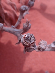 Mesembryanthemum barklyi