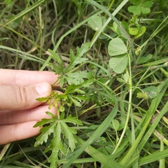 Modiola caroliniana