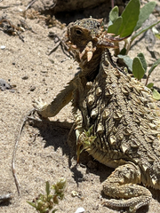 Phrynosoma coronatum