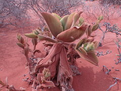 Mesembryanthemum barklyi