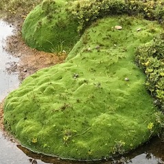 Abrotanella forsteroides