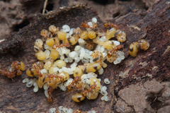 Colobostruma sisypha