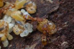 Colobostruma sisypha