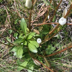 Gentianella polysperes