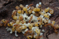 Colobostruma sisypha