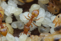 Colobostruma sisypha