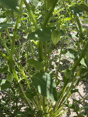 Physalis acutifolia