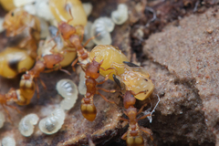 Colobostruma sisypha