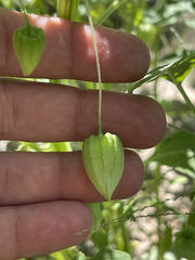 Physalis acutifolia