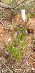 Prostanthera scutellarioides