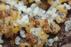 Colobostruma sisypha