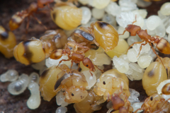 Colobostruma sisypha