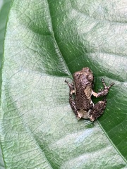 Kurixalus idiootocus