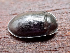 Pterohelaeus