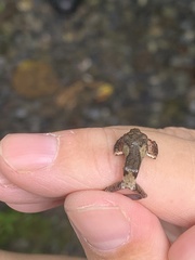 Kurixalus idiootocus