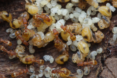 Colobostruma sisypha