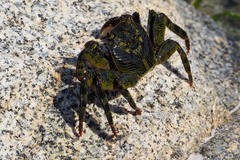 Leptograpsus variegatus