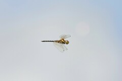 Hydrobasileus brevistylus