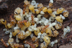 Colobostruma sisypha