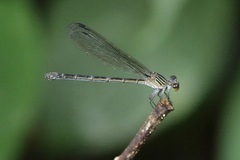 Euphaea ochracea
