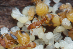 Colobostruma sisypha