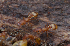 Colobostruma sisypha