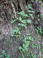 Urtica sykesii