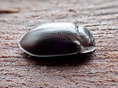 Pterohelaeus