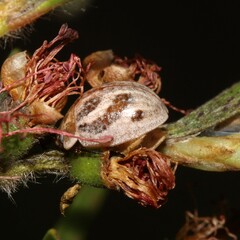 Paropsisterna semifumata