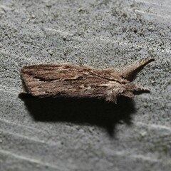 Ecnomodes sagittaria