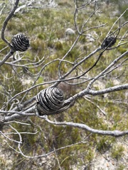 Leucadendron platyspermum