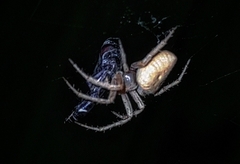 Eriophora