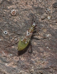 Dicyphus escalerae