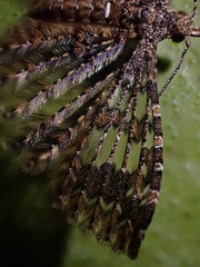 Alucita phricodes