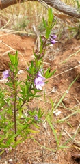 Prostanthera scutellarioides