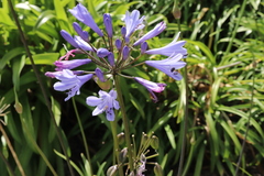 Agapanthus