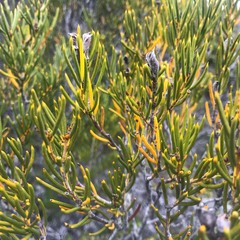 Orites acicularis