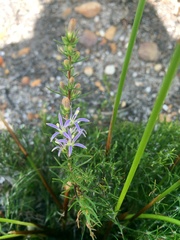 Wahlenbergia subulata