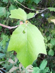 Platanus mexicana
