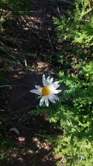 Osmitopsis asteriscoides