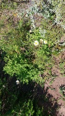 Osmitopsis asteriscoides