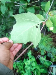 Platanus mexicana