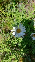 Osmitopsis asteriscoides