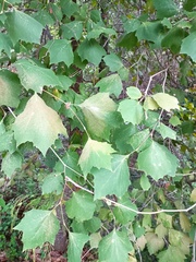 Platanus mexicana