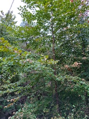 Platanus mexicana