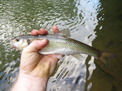 Semotilus corporalis